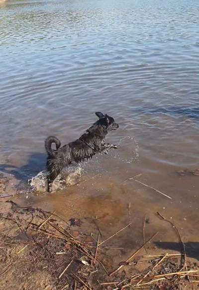 Dogorama-Monats-Challenge-Mai "Wasser"-Beitrag-Bild