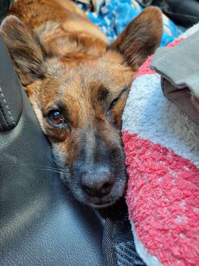 Lustige Bilder-Beitrag-Bild