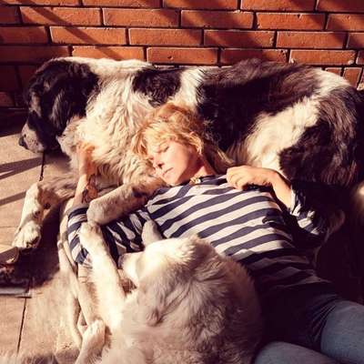 Hundeschulen-Krawallhunde-Bild