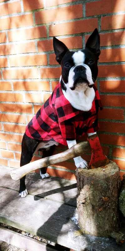 Foto's und Hundemodels-Beitrag-Bild