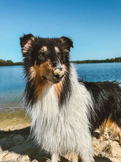 Langhaar Collies-Beitrag-Bild