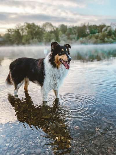 Langhaar Collies-Beitrag-Bild