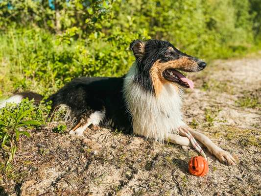 Collies -wo seid ihr?-Beitrag-Bild