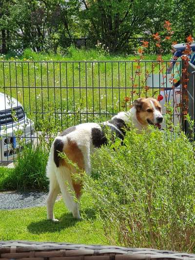 Herdenschutzhunde und Herdi-Mixe-Beitrag-Bild