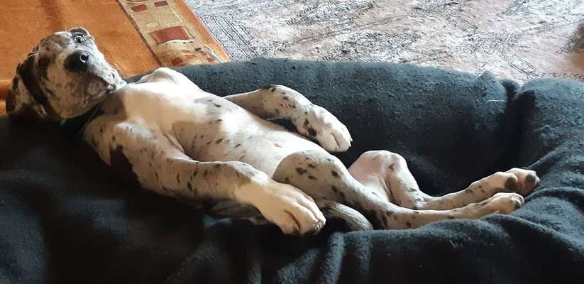 Welpen Bilder !-Beitrag-Bild