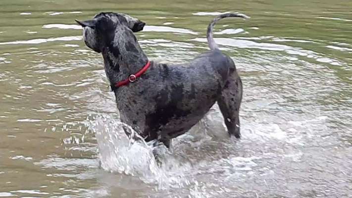 Deutsche Doggen Besitzer zeigt euch-Beitrag-Bild