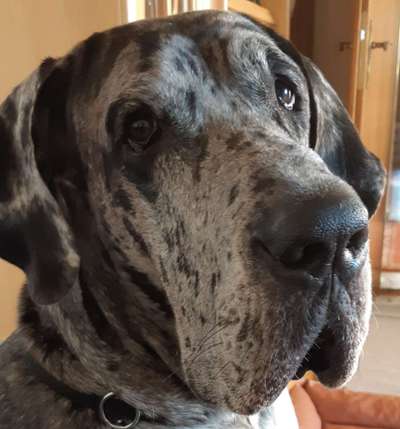 Fotochallange Nr. 57     PORTRÄT.   Beendet!!!!!!!!-Beitrag-Bild