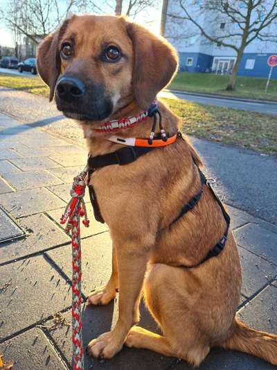 Dogorama Photo Challenge - Hundeblick zum hinschmelzen-Beitrag-Bild