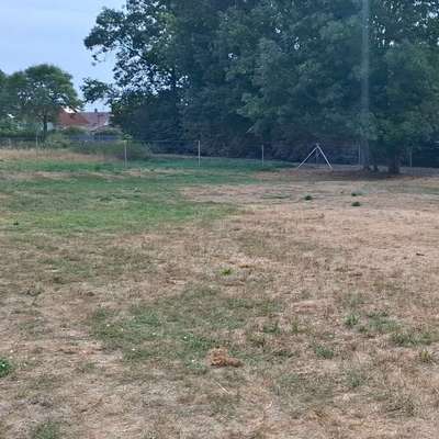 Hundeauslaufgebiet-Hundewiese Rülzheim-Bild