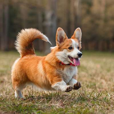 Titelbild Gruppe Corgis 🐾 Welsh Corgi Pembroke & Cardigan | Das Original