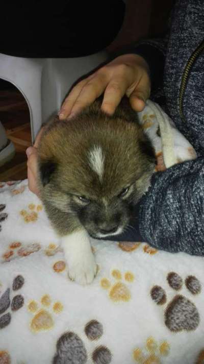 Vom Welpen zum Hund-Beitrag-Bild