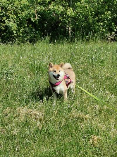 Vom Welpen zum Hund-Beitrag-Bild