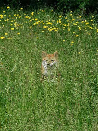 Dogorama Photo Challenge - Durchblick-Beitrag-Bild