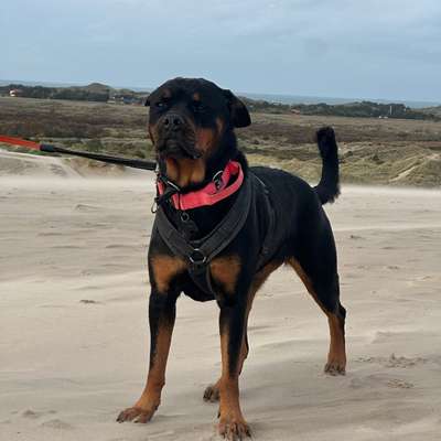 Hundetreffen-Sozialkontakt und oder Trainingspartner-Bild