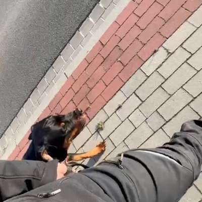 Hundetreffen-Socialwalks Lüneburg und Umgebung-Bild