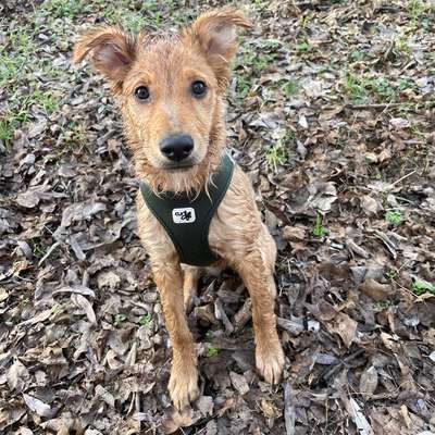 Hundetreffen-Spielfreund für Junghund-Bild