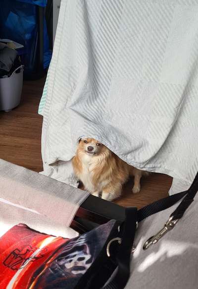 Wo sind die Chihuahua Besitzer ?-Beitrag-Bild