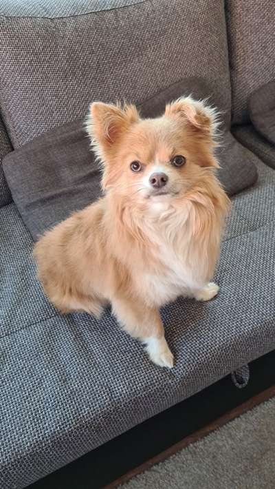 Wo sind die Chihuahua Besitzer ?-Beitrag-Bild