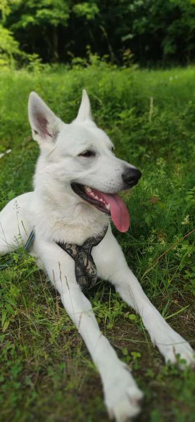 Weißer Schweizer Schäferhund-Beitrag-Bild