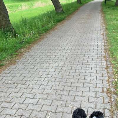 Hundetreffen-Suchen ein Hundetreffen-Bild
