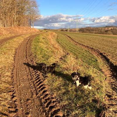 Hundetreffen-Welpentreffen-Bild