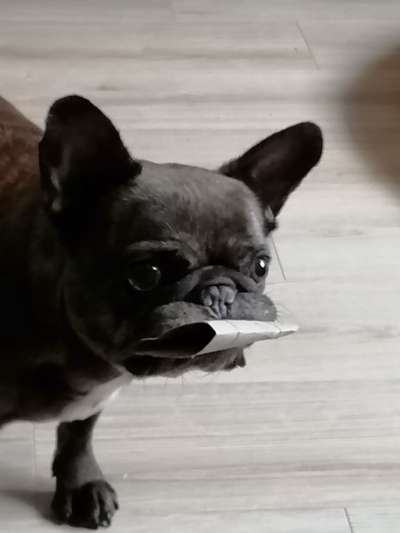 Französische Bulldoggen-Beitrag-Bild