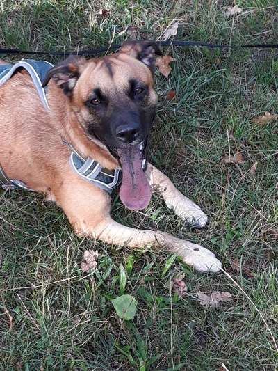 Wo seid ihr gerade mit euren Hunden?-Beitrag-Bild