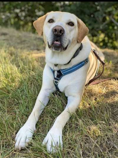 Wo sind meine Labrador Freunde-Beitrag-Bild