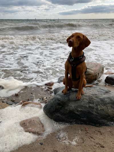 Hundetreffen-Gassi und Spielkameraden gesucht-Bild