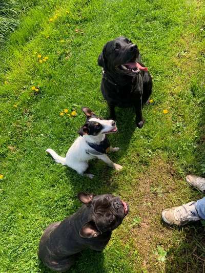 Bester Freund, Hundekumpel - zeigt her!-Beitrag-Bild