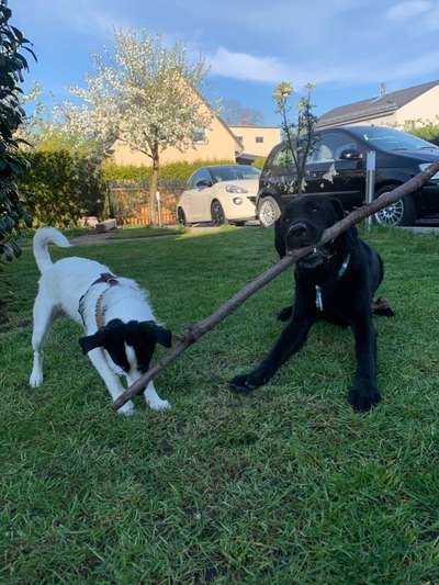 Bester Freund, Hundekumpel - zeigt her!-Beitrag-Bild