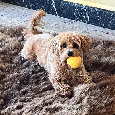 Hundetreffen-Spielen, Spaß und Gassi-Bild