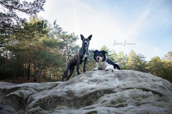 zeigt eure Hunde mit Ihren Frühlingsgefühlen:)-Beitrag-Bild