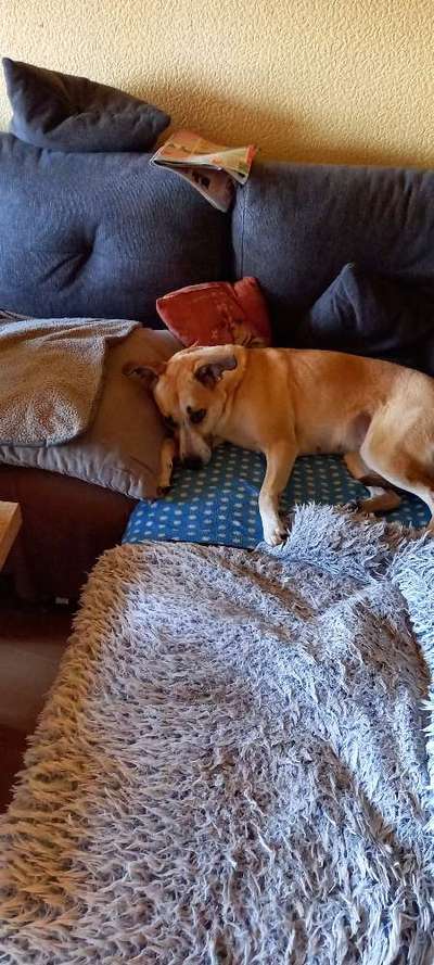 Hundetreffen-Hundentreffen-Bild