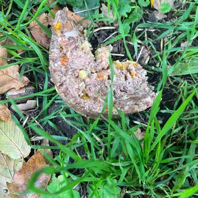 Giftköder-Evtl Giftköder-Bild