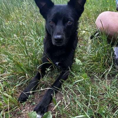 Hundetreffen-Wanderungen mit Hunden-Bild