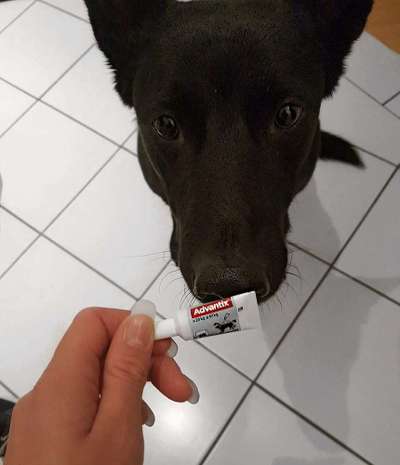 Allergie-Beitrag-Bild