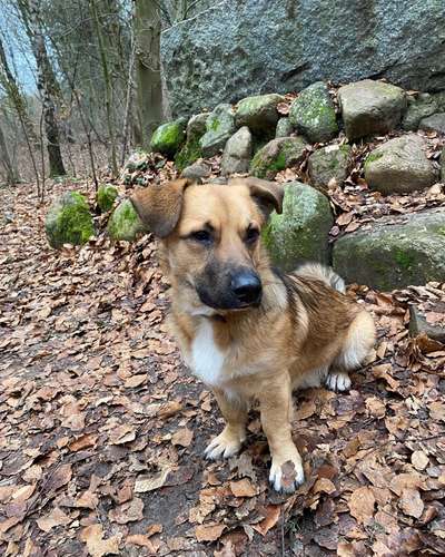 Mischlingshunde Foto Aufruf-Beitrag-Bild