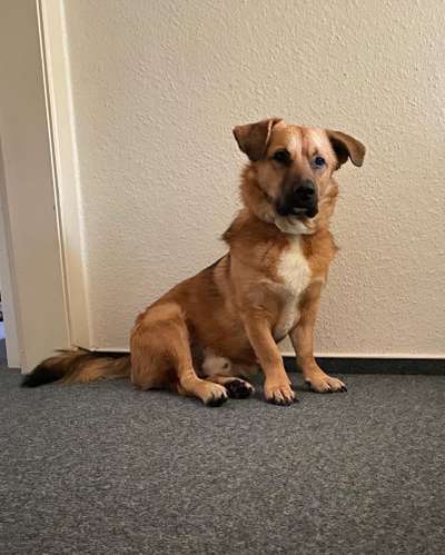 Corgis und ihre persönlichen Hofangestellten-Beitrag-Bild