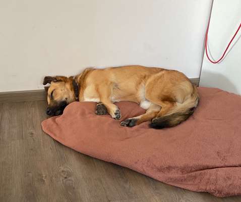 Dogorama Photo Challenge - Zeit ins Bett zu gehen-Beitrag-Bild
