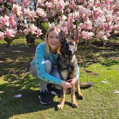 Hundetreffen-Trainingspartner Beschäftigungen gesucht-Bild