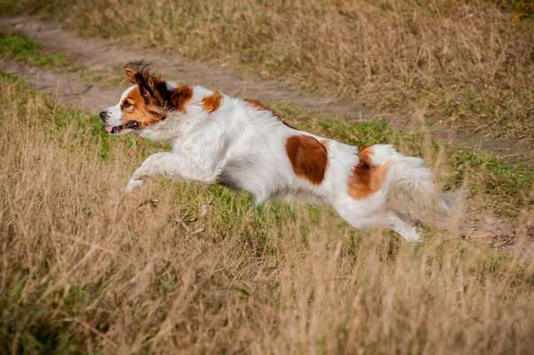 Welche Hunderasse-Beitrag-Bild