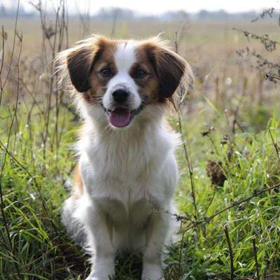 Foto's und Hundemodels-Beitrag-Bild