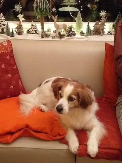 Kooikerhondje-Beitrag-Bild