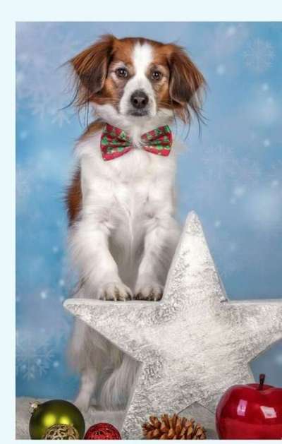 Foto's und Hundemodels-Beitrag-Bild