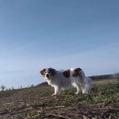 Hundeauslaufgebiet-Kleinziethen-Bild