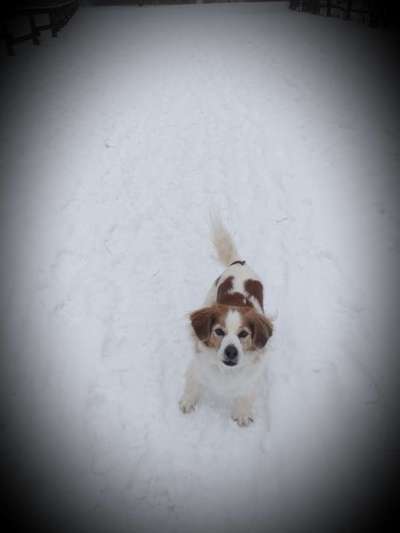 Kooikerhondje-Beitrag-Bild