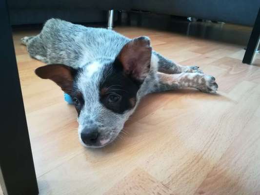 Welpen Bilder !-Beitrag-Bild