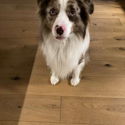 Hundetreffen-Kontakt- und Hundebegnungen-Bild