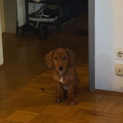 Hundetreffen-Welpen bzw Junghunde Spiel :)-Bild